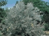 Elaeagnus Angustifolia